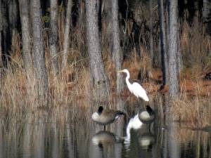 On the Pond
