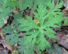 Geranium leaf